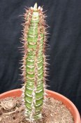 Euphorbia vigueri